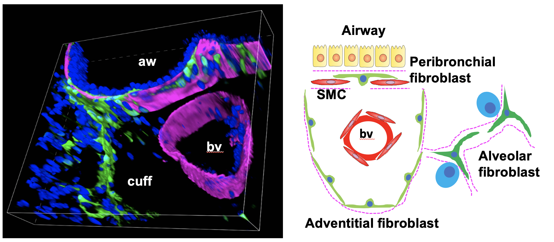 Basic Biology UCSF Pulmonary, Critical Care, Allergy and Sleep Medicine
